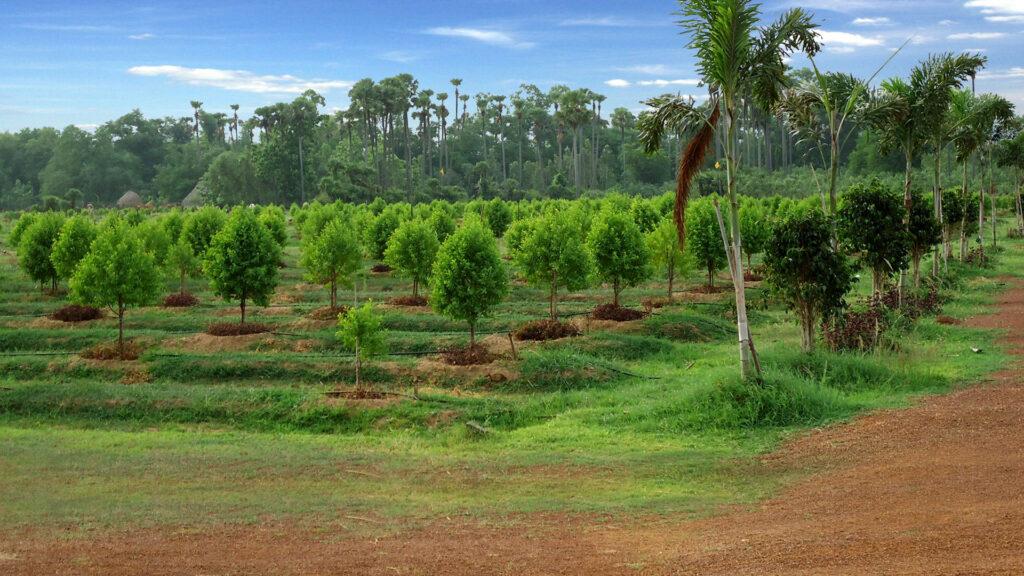 farmlands 